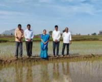 పంటలను పరిశీలించిన వ్యవసాయధికారి