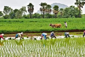 *రైతన్నలకు గుడ్ న్యూస్.. కనీస  మద్దతు ధర పెంచేసిన ప్రభుత్వం